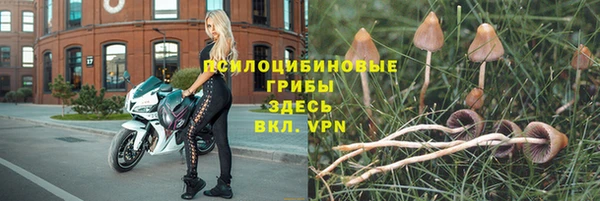 прущие грибы Алексеевка